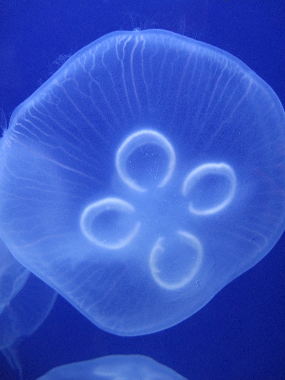 a close up of a jellyfish in the water