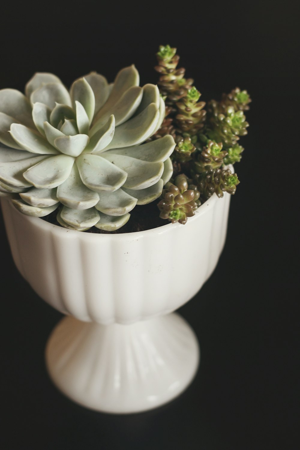 a white vase with a plant inside of it