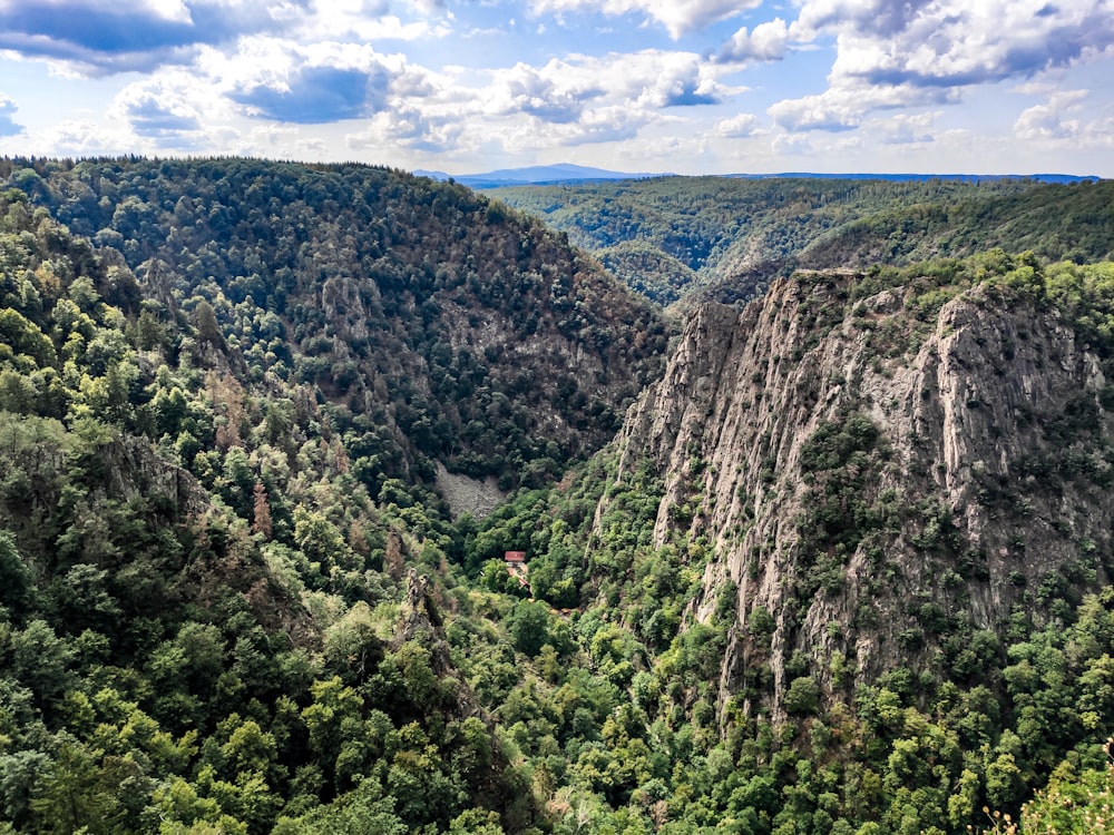 foresta sotto cieli bianchi e azzurri