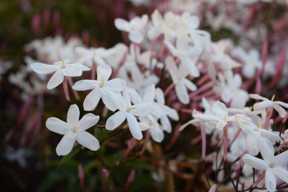 白いイクソラの花