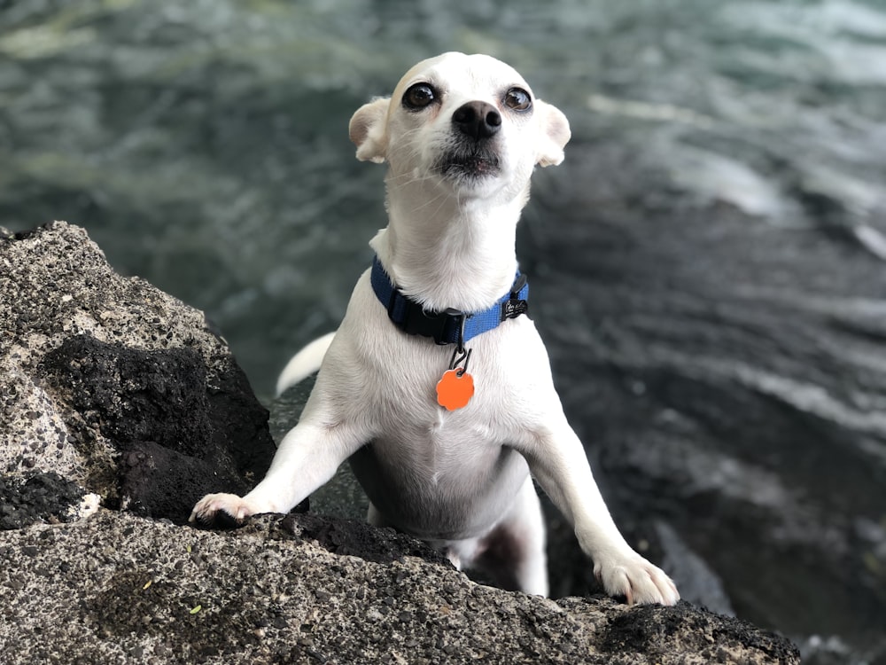 short-coated white dog