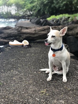 A small white dog with a collar sits on a textured surface, surrounded by natural elements like a fallen tree trunk and lush greenery. A pair of colorful flip-flops are nearby, and the ocean is visible in the background.