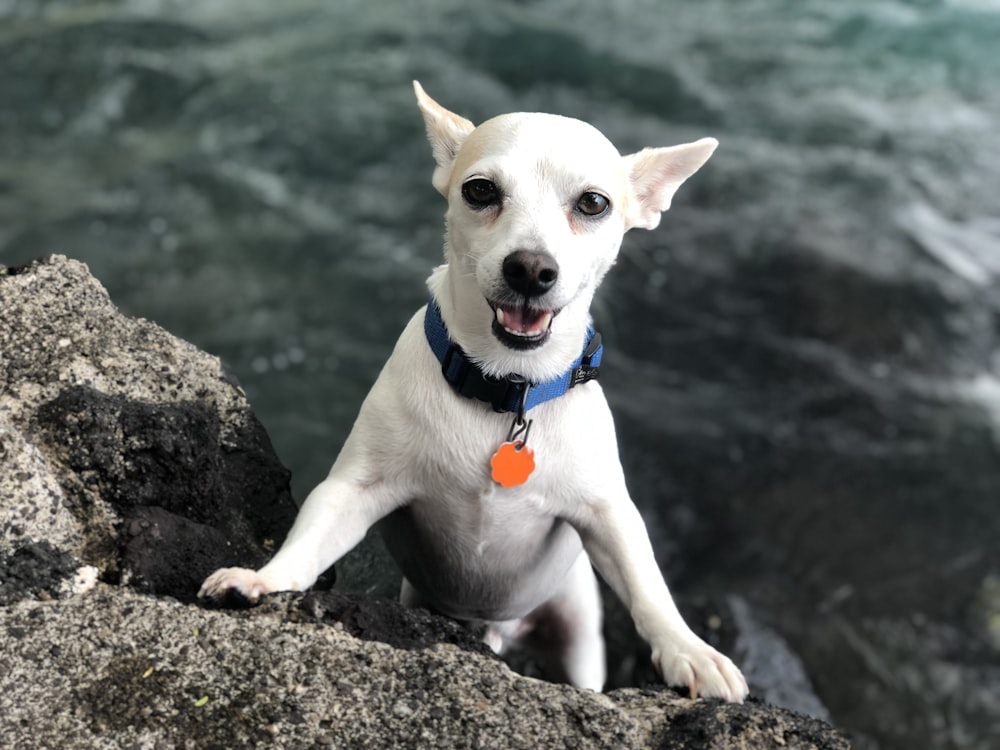 white Chihuahua dog near water