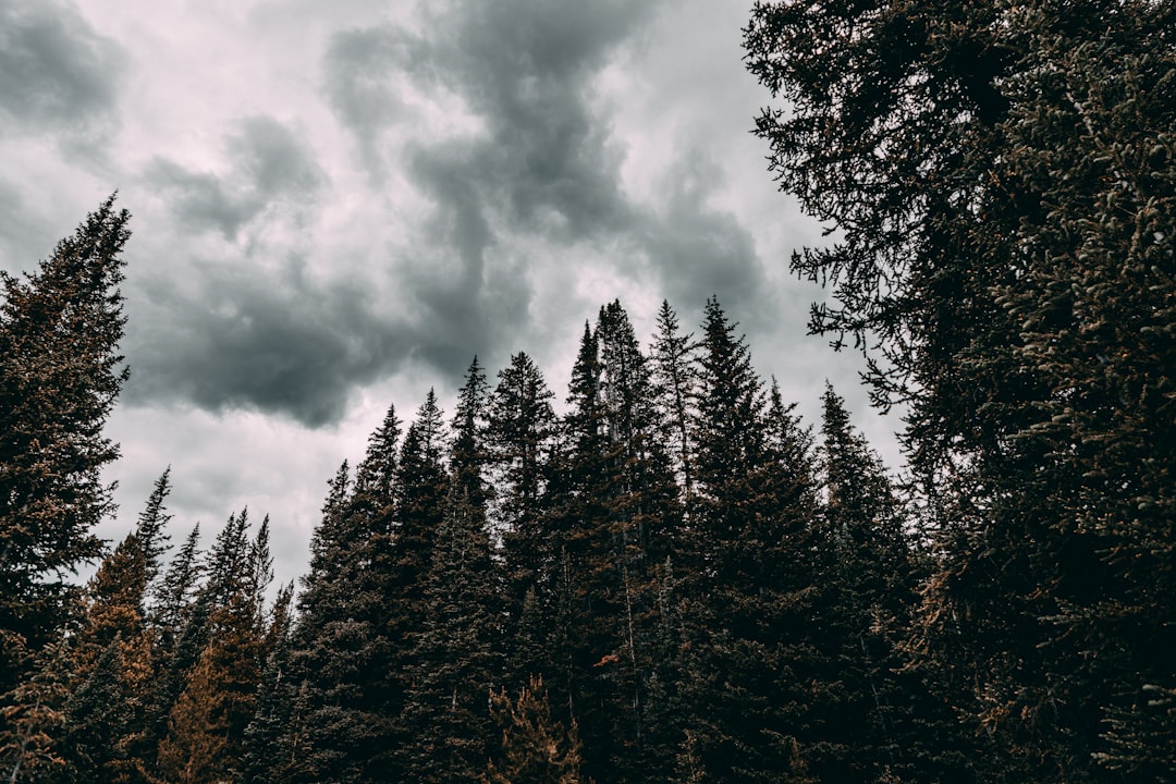 low-angle photography of green and brown trees under cloudy sky