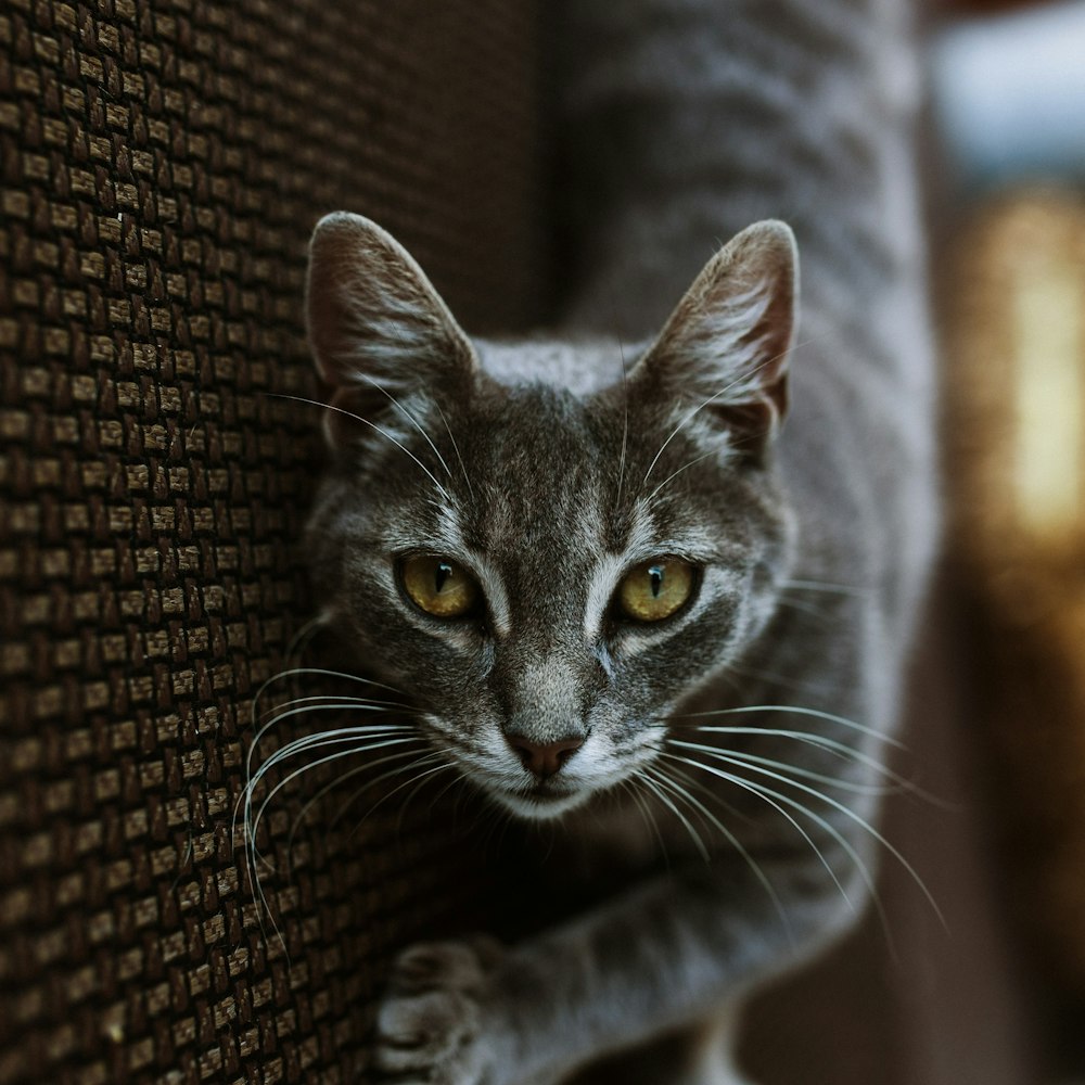 灰色の織物に横たわっている灰色のぶち猫