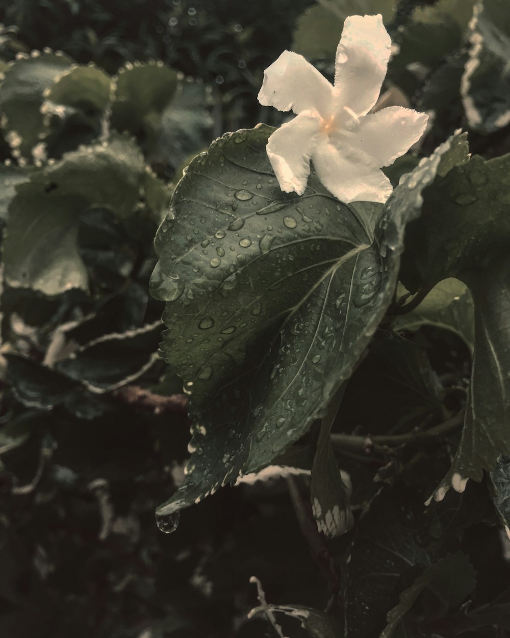 white petaled flower blooming