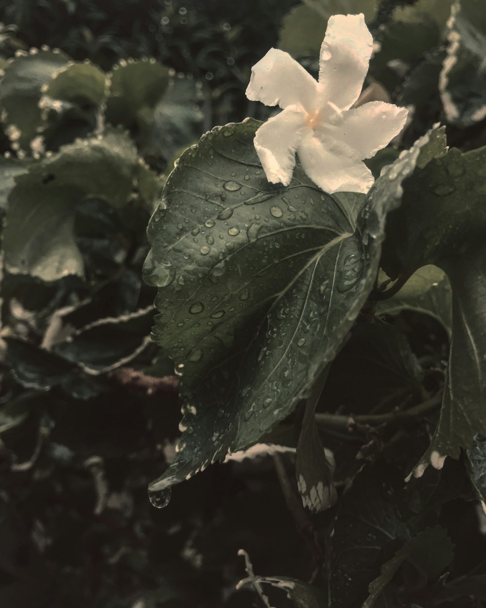 fiore dai petali bianchi che sbocciano