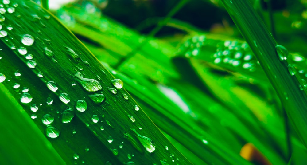 water dew on leaves