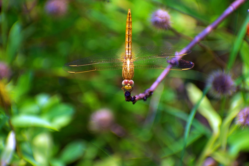 close-up photography of orange dragonfly