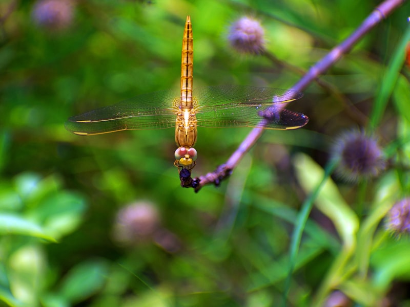 Freshwater Fish: Exploring the Interesting World of Water Pleasures