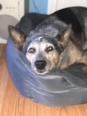 A dog with a black and gray coat is resting in a plush, dark blue pet bed. The wooden flooring and part of a white cabinet are visible in the background. The dog has an attentive expression and upright ears.