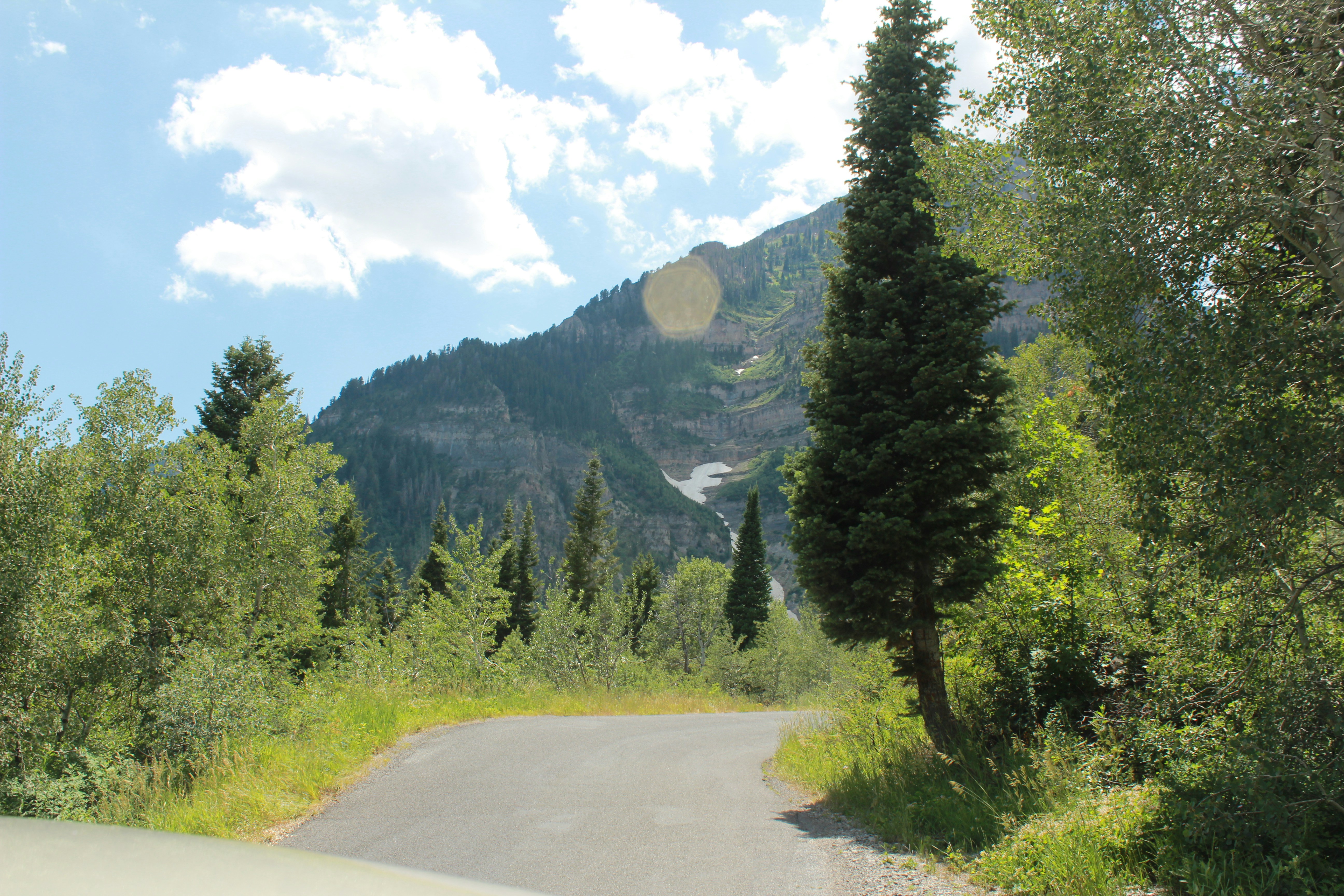 asphalt road between trees