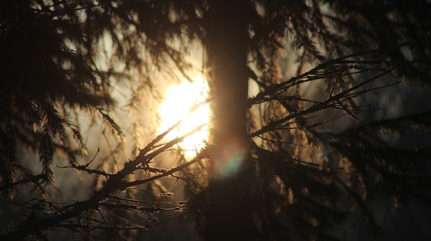 Golden sunlight filtering through dense pine branches at dusk.