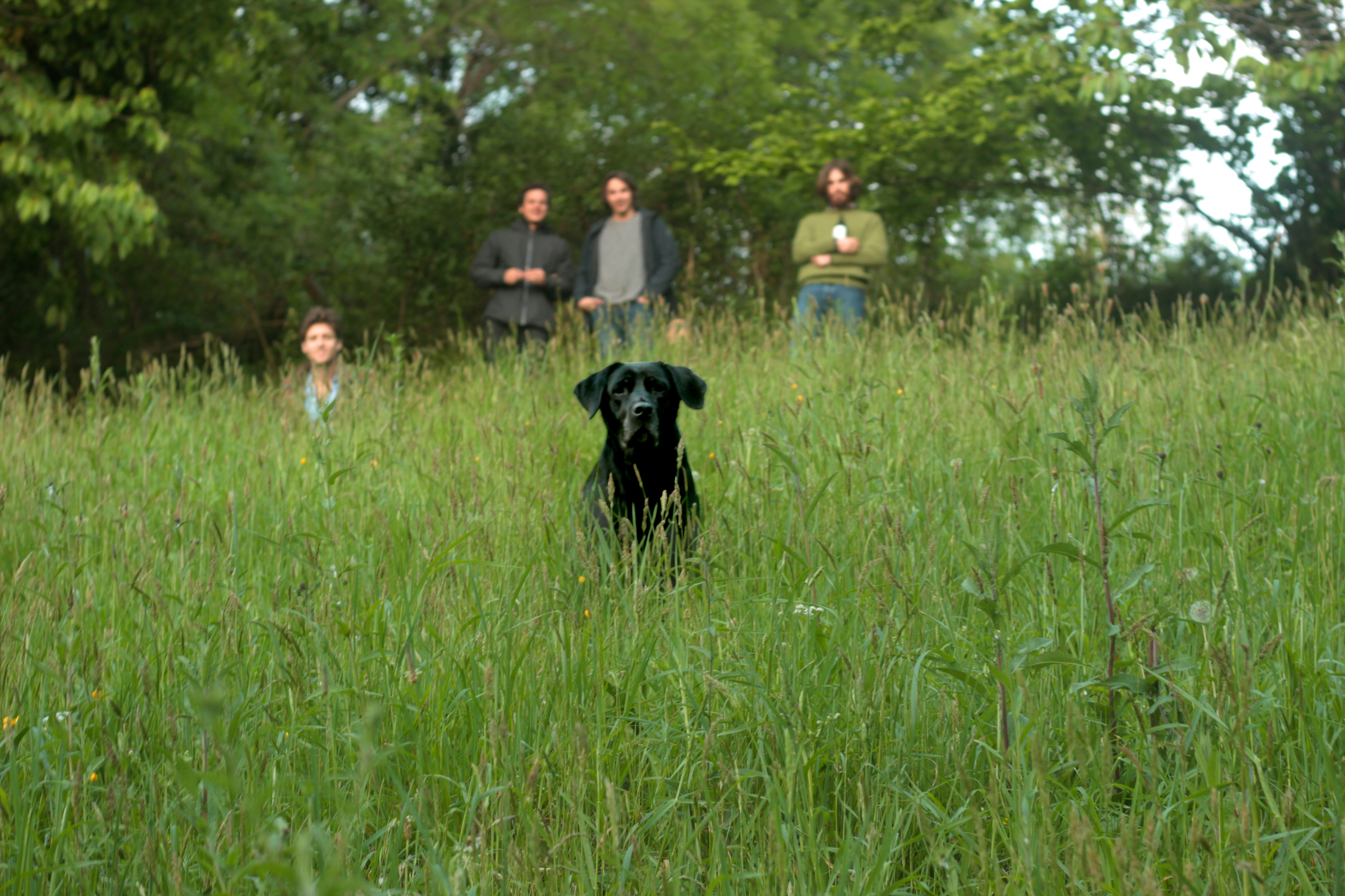 Dogtrailer (Écouflant) — Écouflant