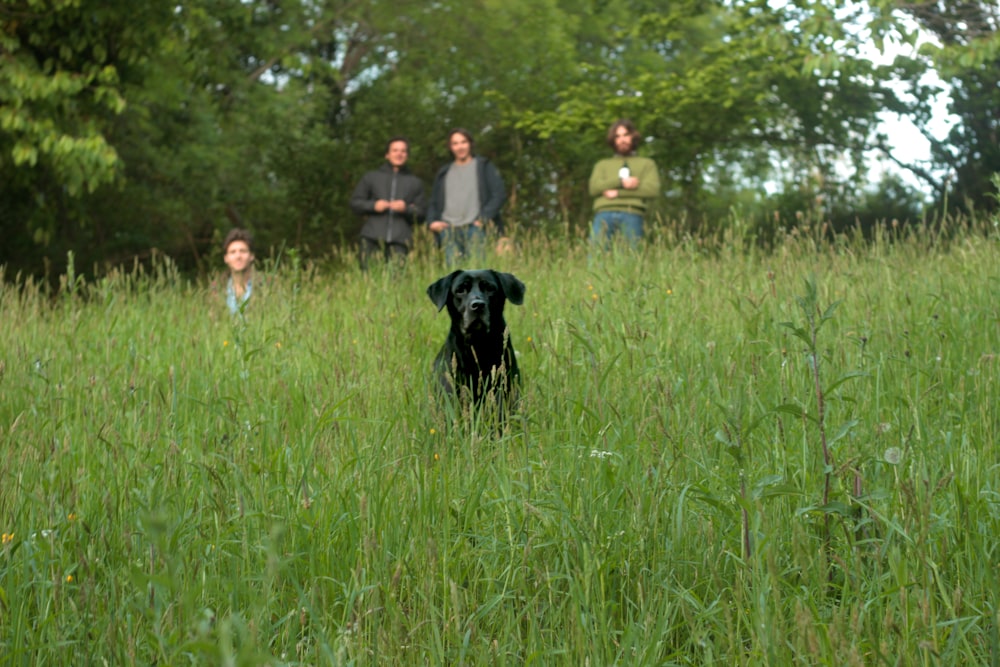 black dog at field