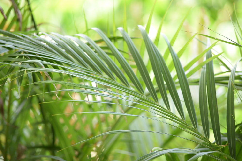 green palm leaves