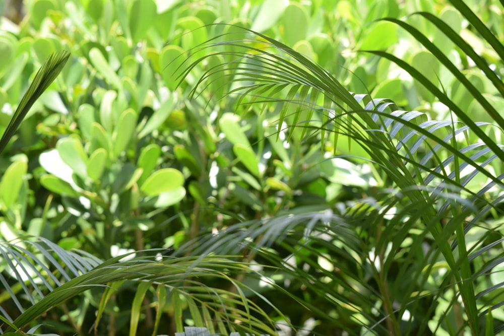 green plants