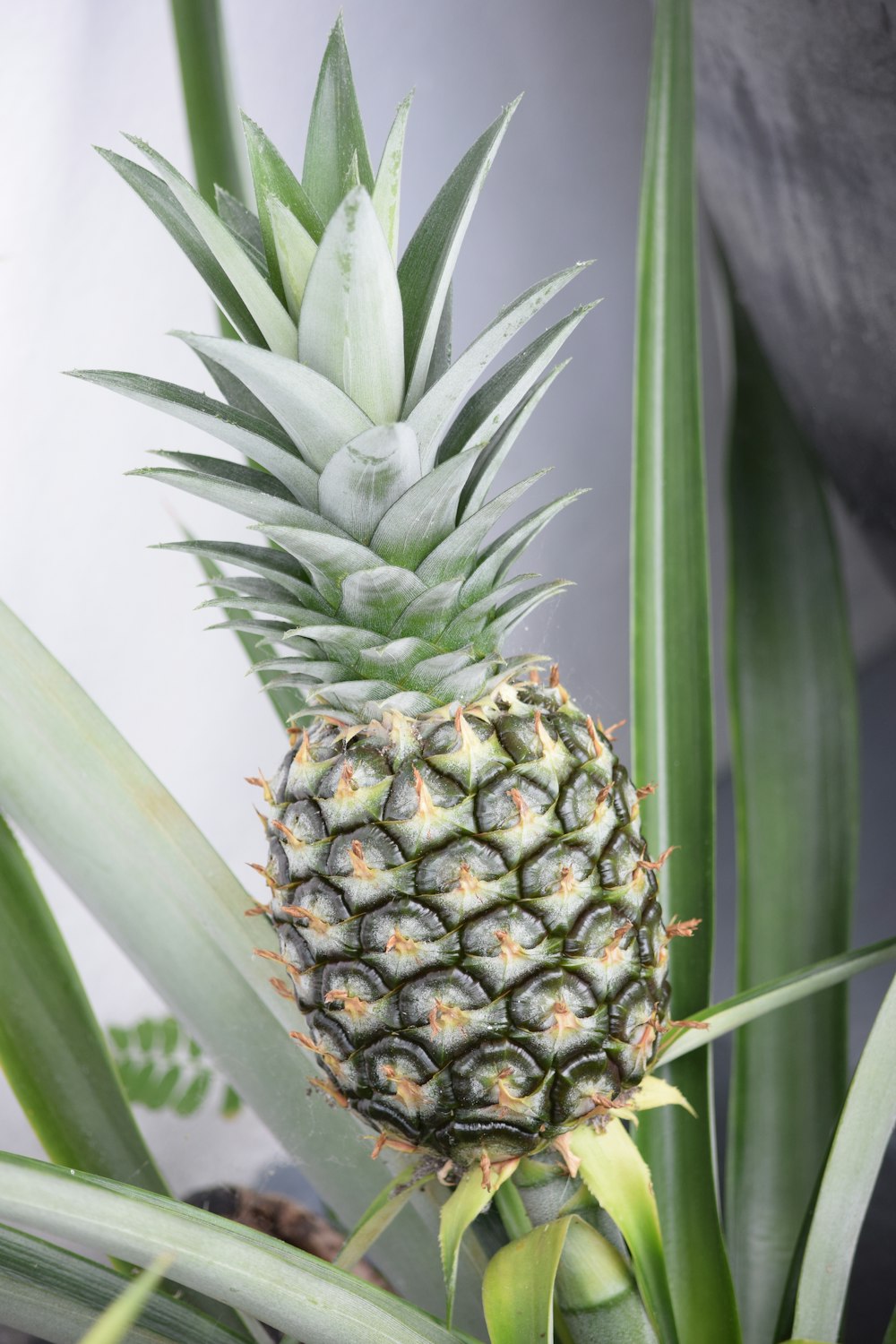 green pineapple on focus photography