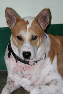 A medium-sized dog with short, light brown and white fur, featuring distinctive spots and patches. The dog has alert, upright ears, dark eyes, and a black nose. It is wearing a black collar with a metal ring on a green and white background.