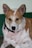 A medium-sized dog with short, light brown and white fur, featuring distinctive spots and patches. The dog has alert, upright ears, dark eyes, and a black nose. It is wearing a black collar with a metal ring on a green and white background.