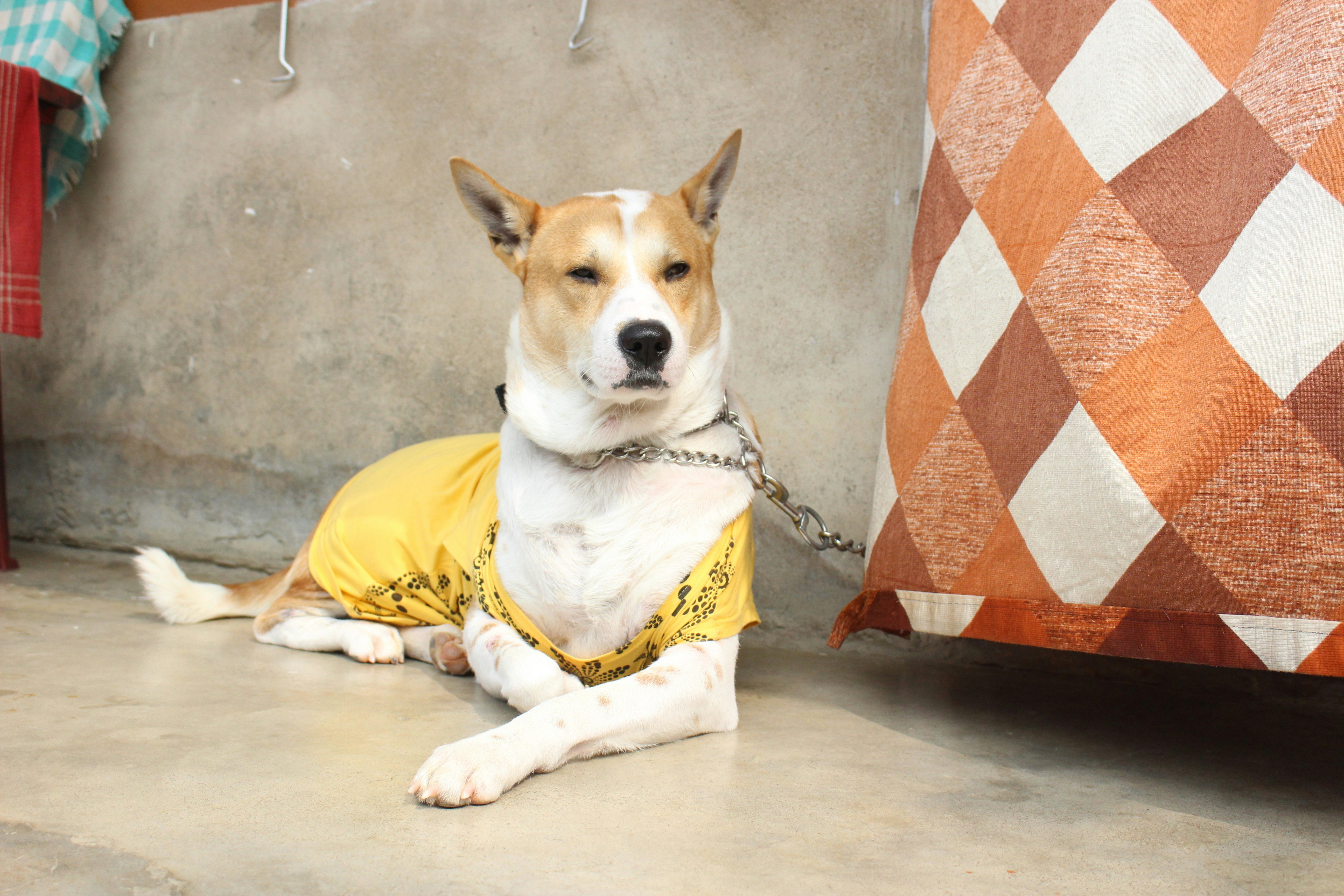 Golden Retriever sitting calmly, wearing a service dog vest