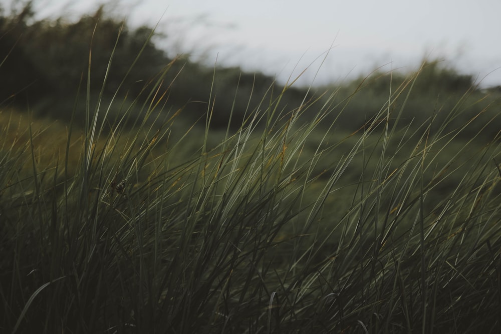 green grass field