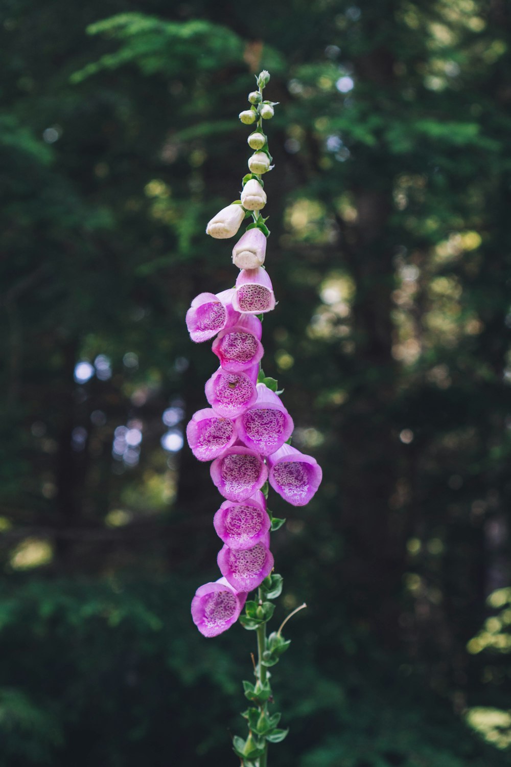 violettblättrige Blüten