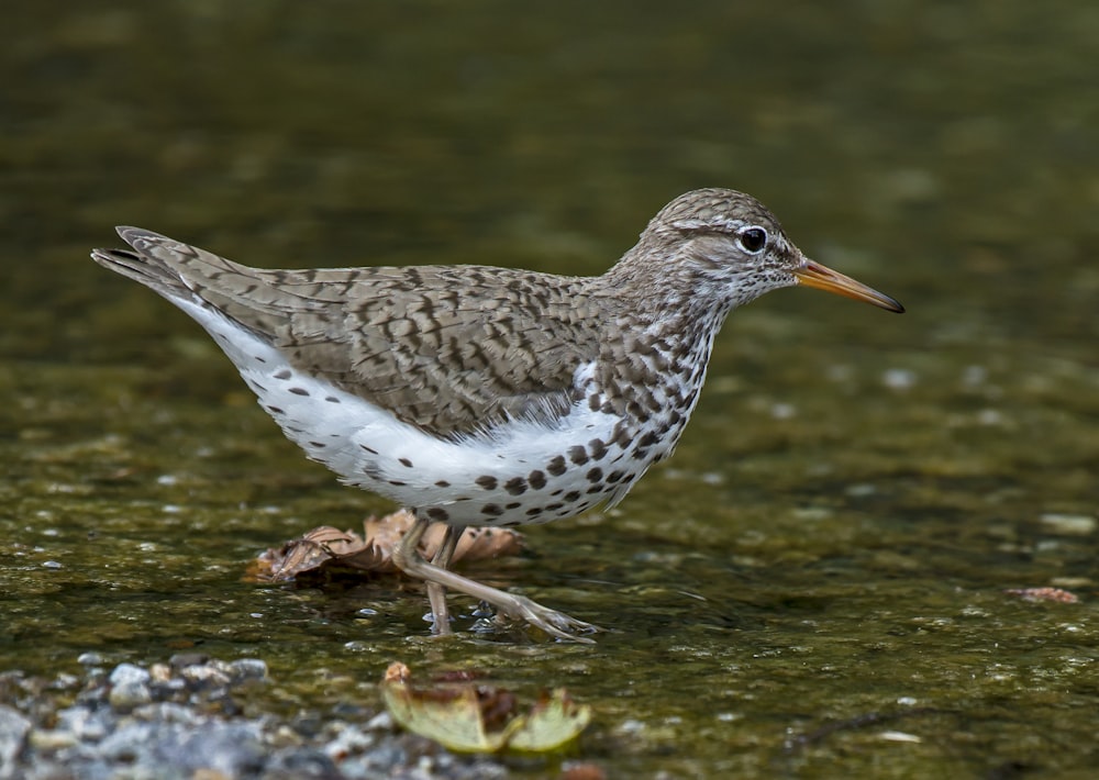 white and brown bird on body of water during daytime close-up photography