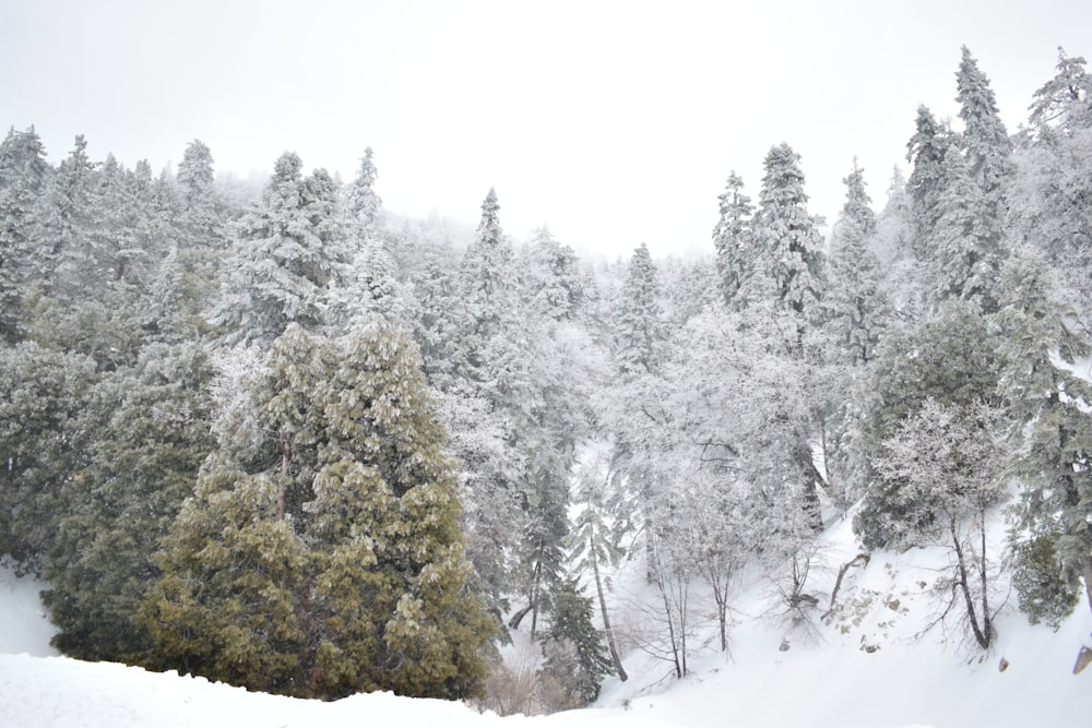 snow covered trees