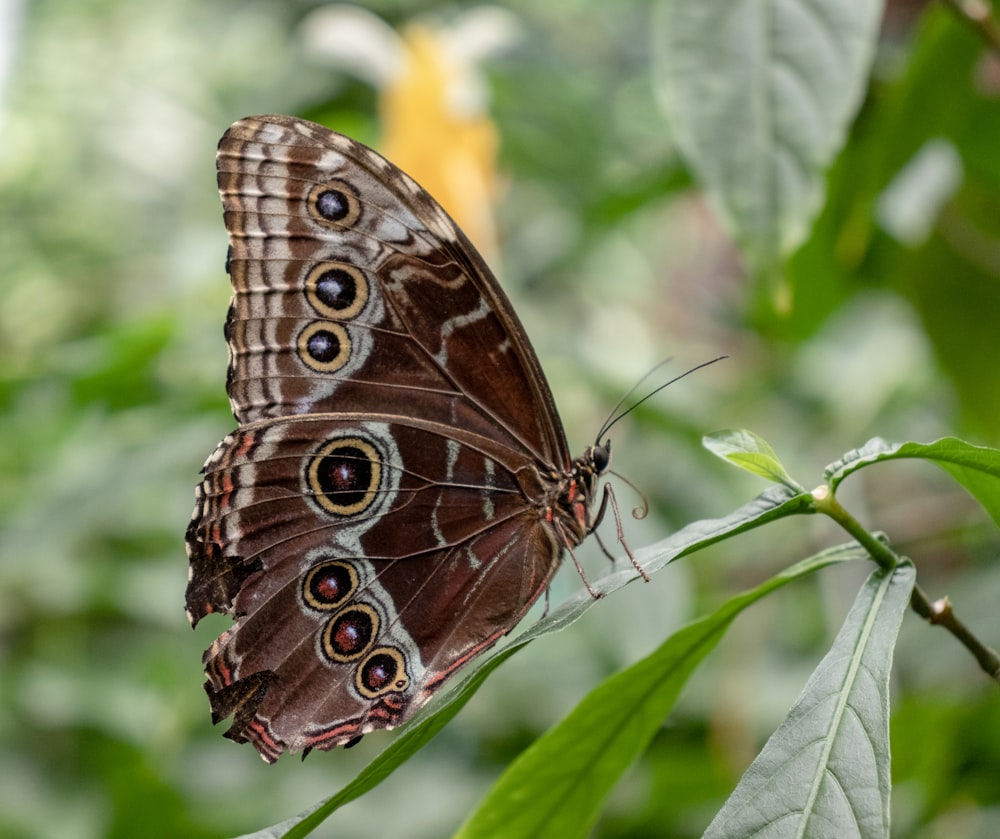 brown butterfly perching on green leaf