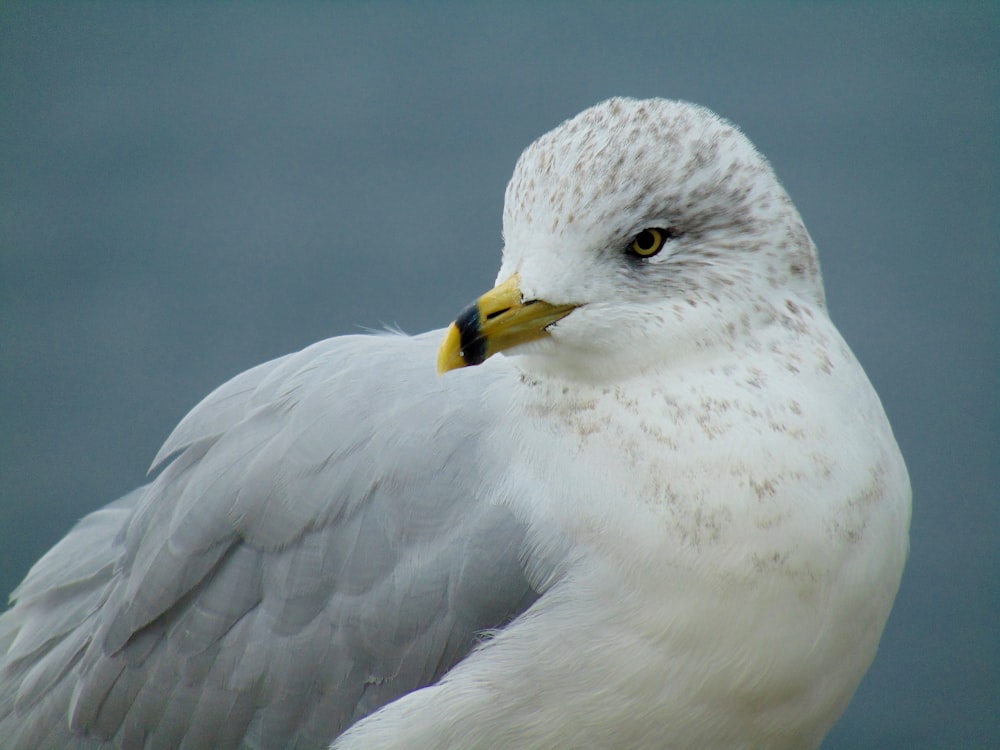 white and grey bird