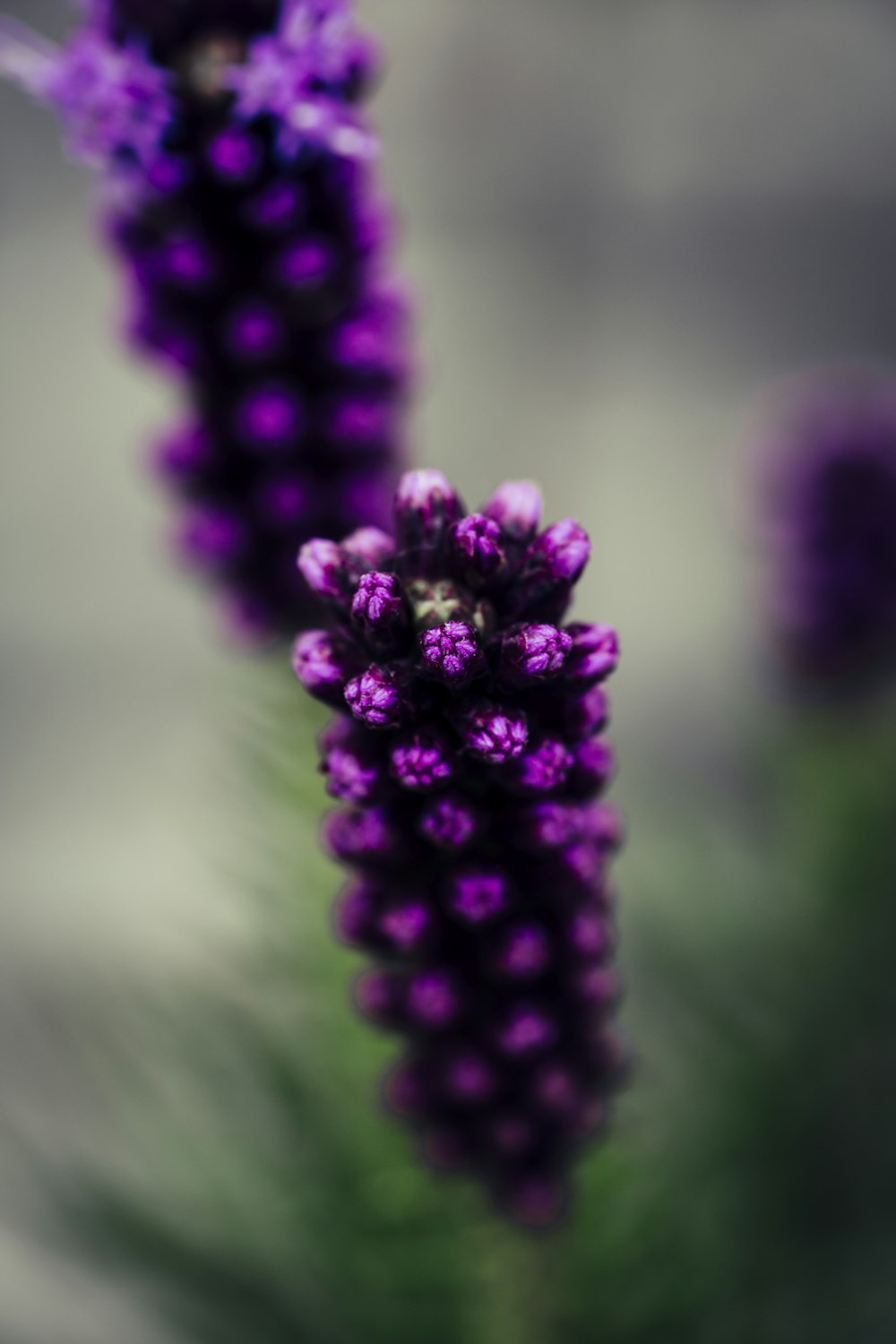 selective focus photography of purple petaled flowers