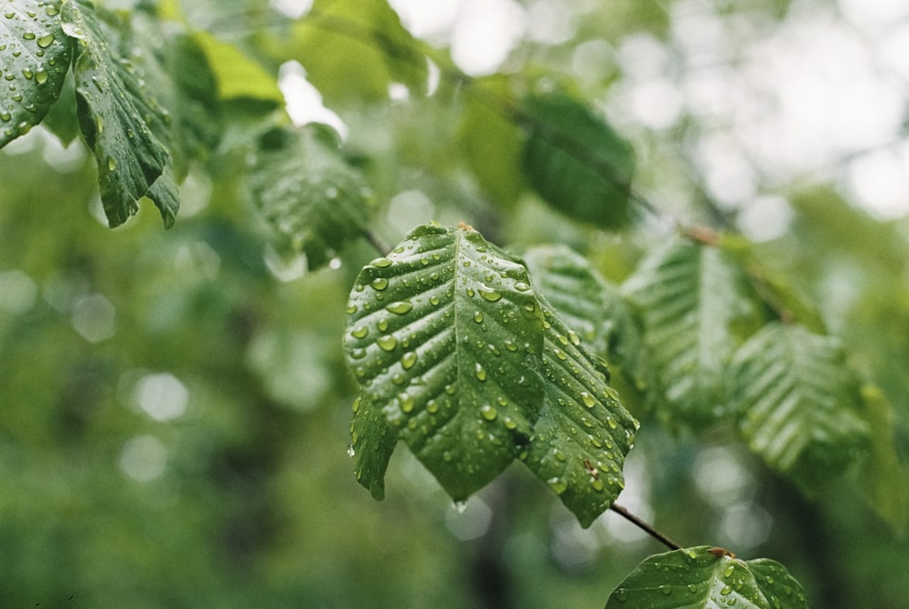 selective focus photography of leaves