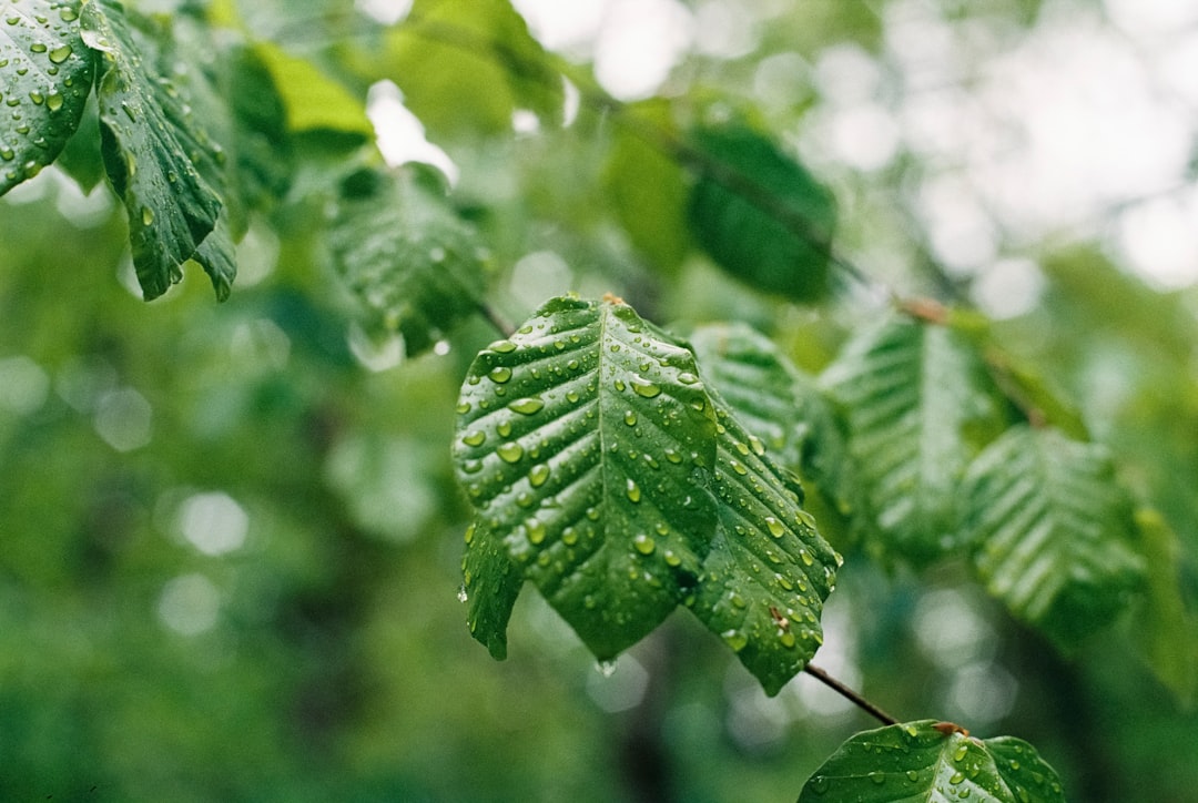 selective focus photography of leaves