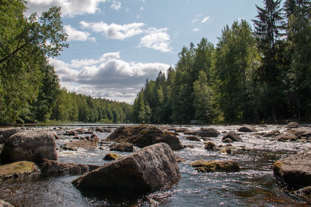 Felsiger Fluss, umgeben von hohen Bäumen