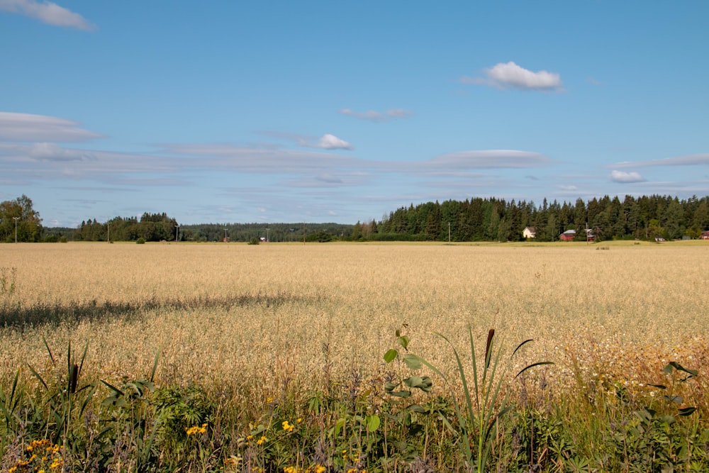 green grass field under blue sky