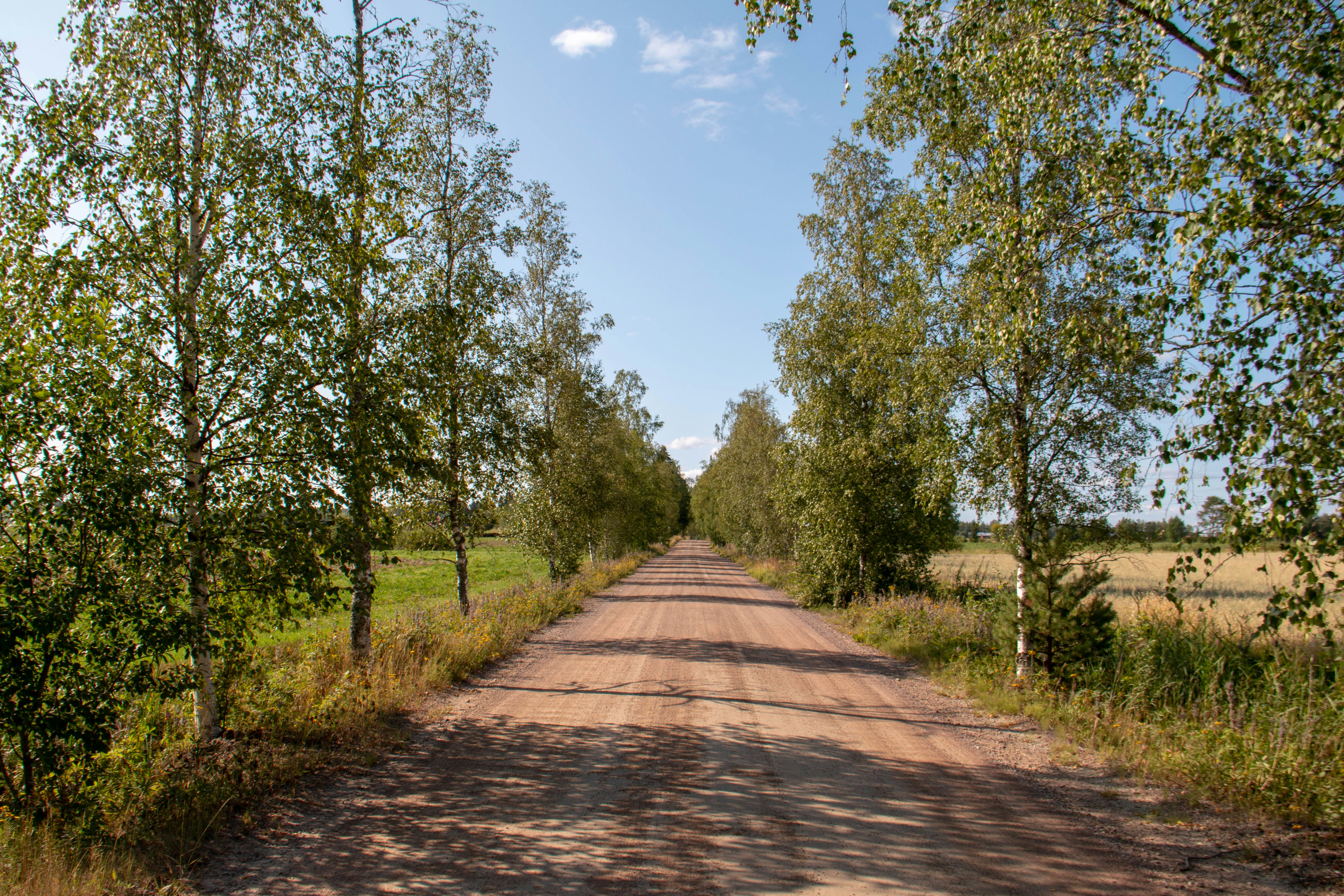 Road between trees during daytime