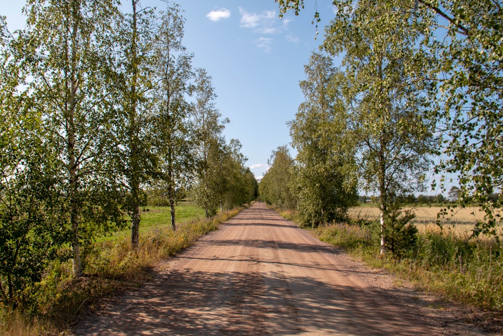road between trees during daytime