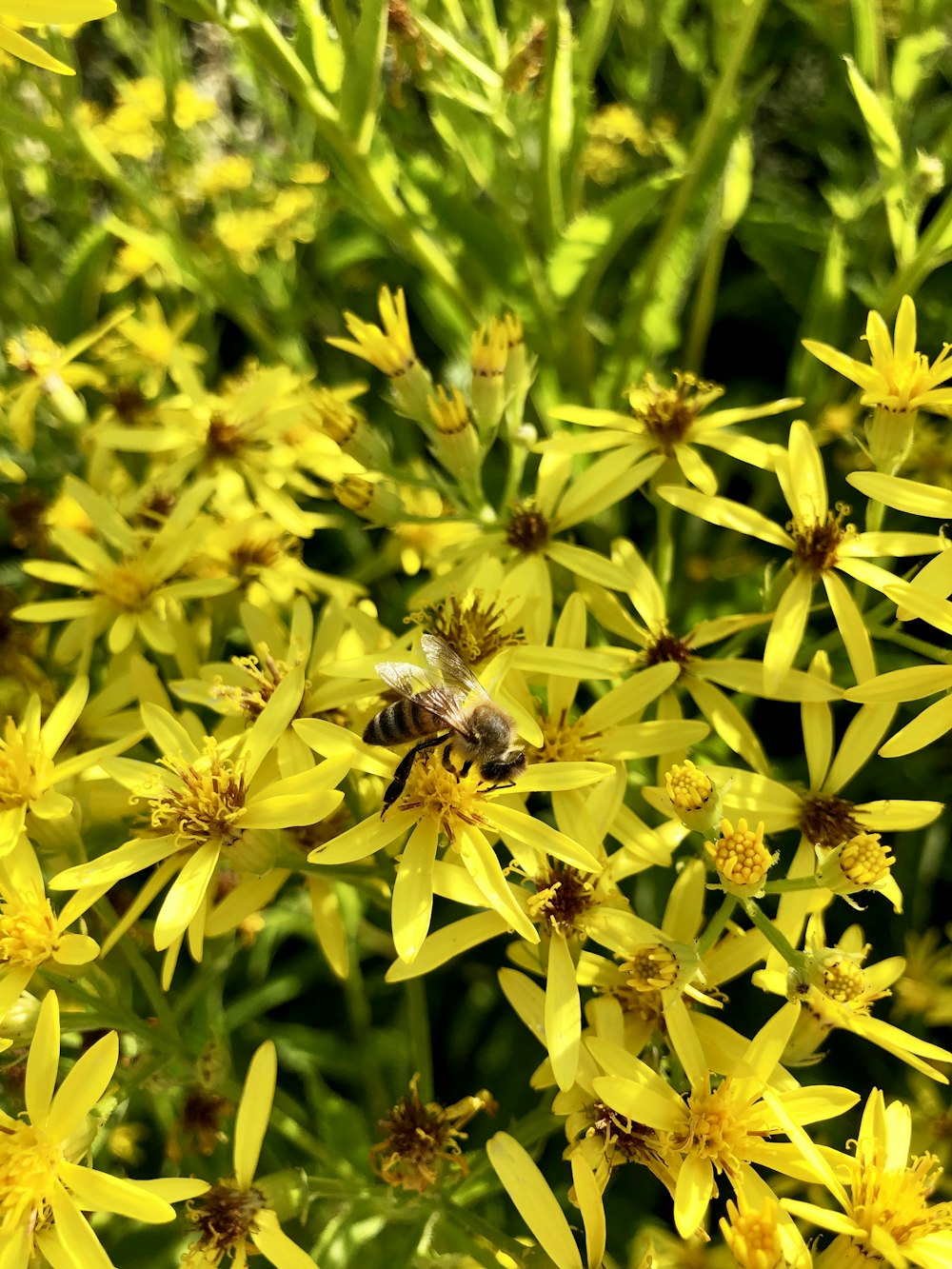 yellow petaled flower