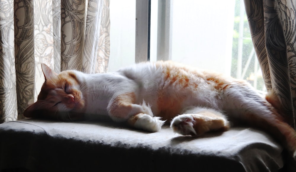 short-furred white and orange lying beside window