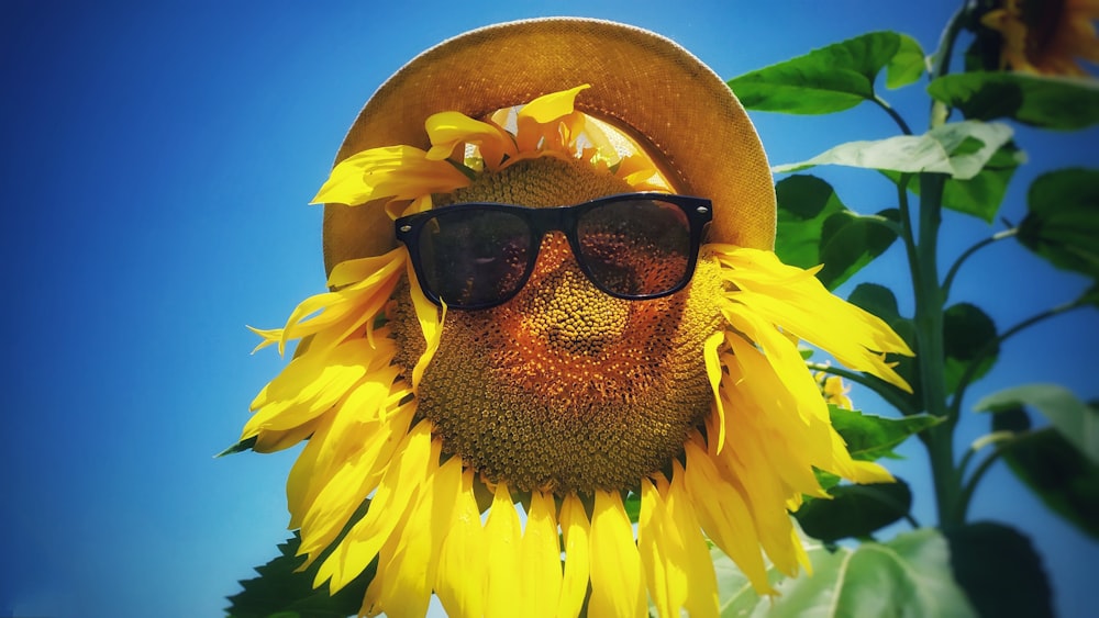 sunflower with sunglasses and hat during day