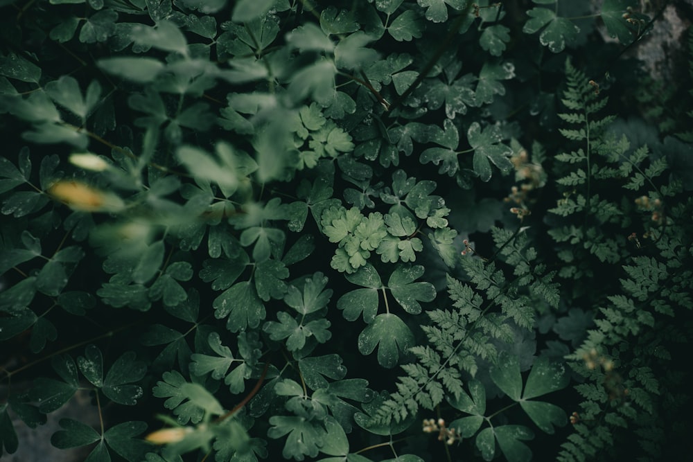 green leaf plant close-up photography