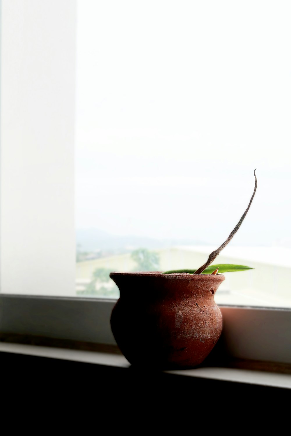green plant in brown pot near white window