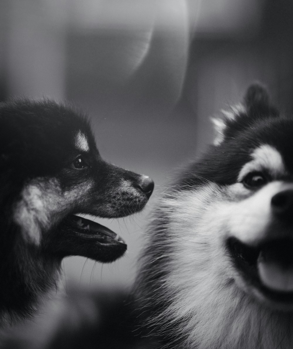 grayscale photography of two dogs