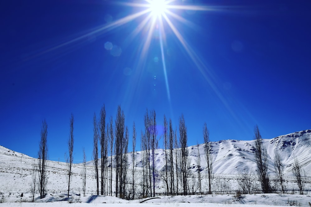 green trees on snow-capped mountain during daytime