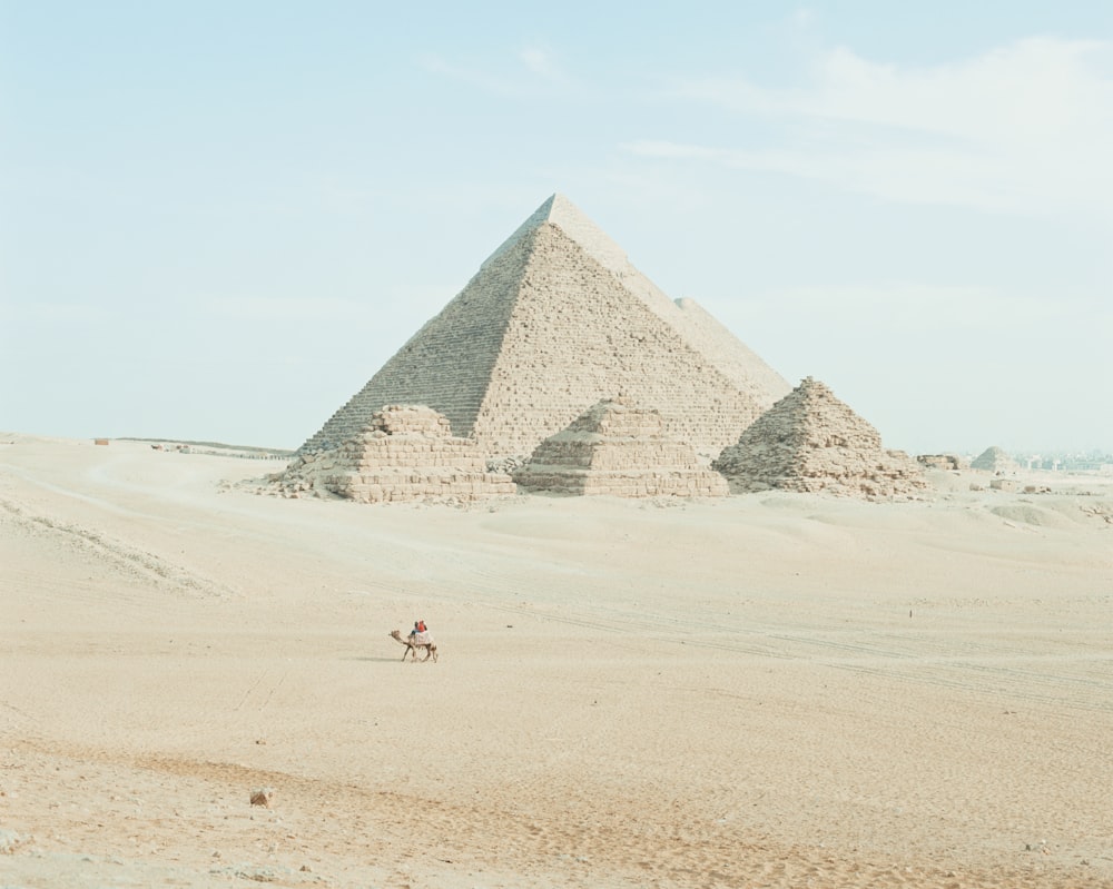 camel near pyramid