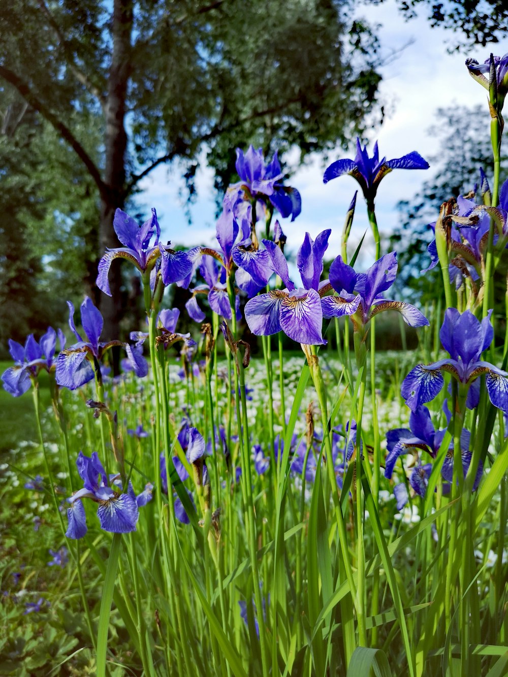 fleurs bleues pendant la journée