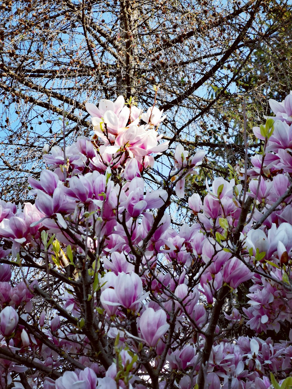 white and purple petaled flowers