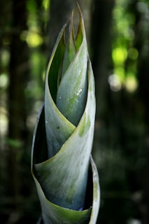 close view flowering plant
