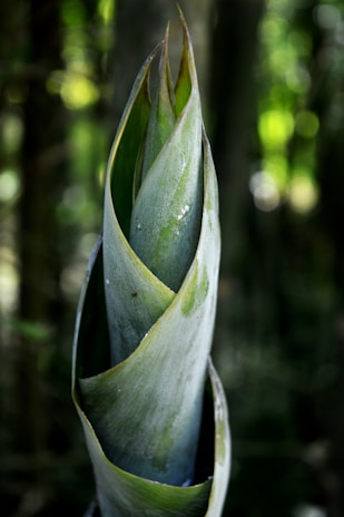 close view flowering plant